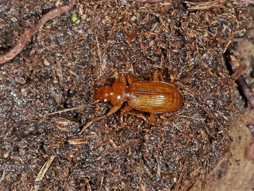 Leistus quale? L. ferrugineus